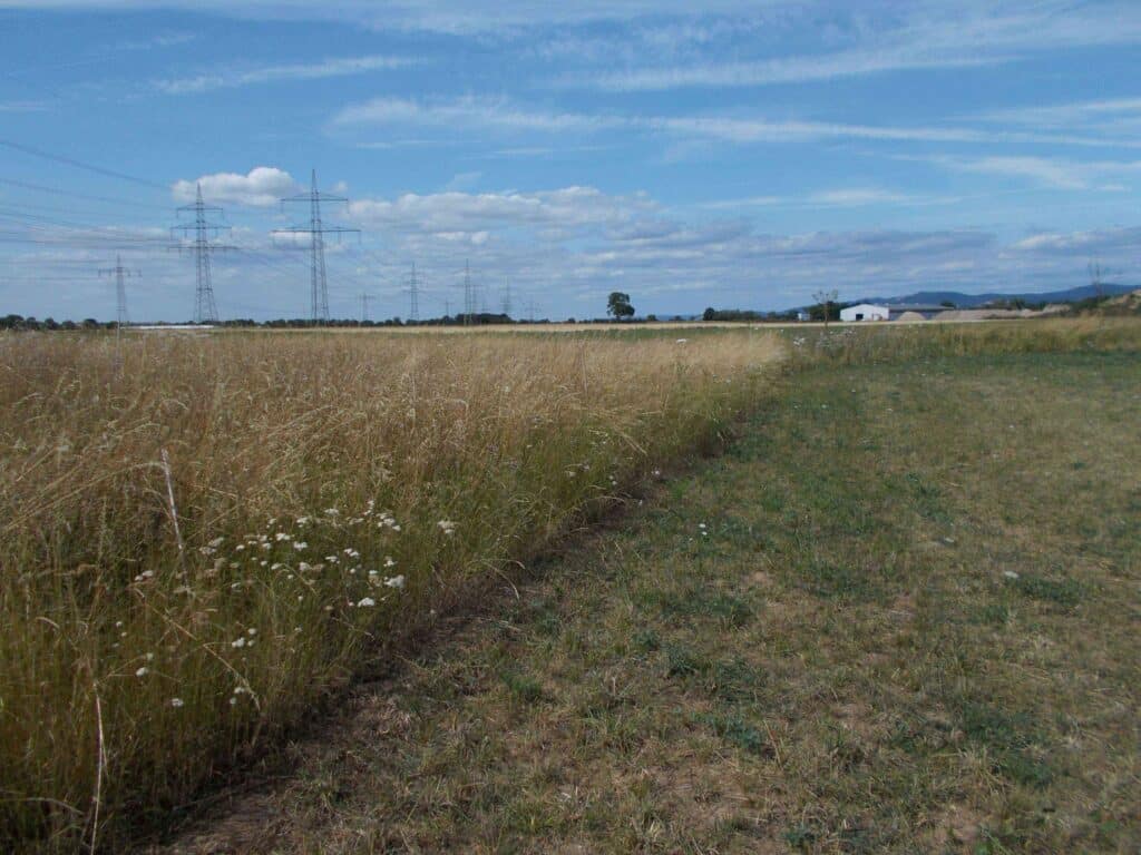 Altgrasinsel