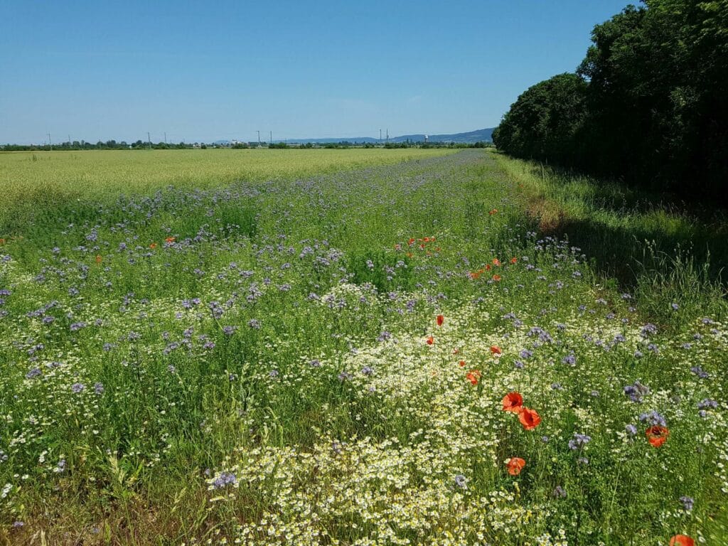 Blühstreifen