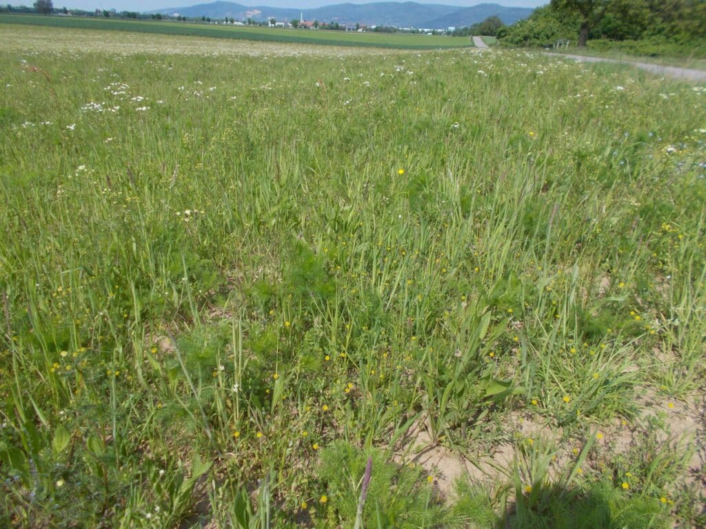 Grünlandneuanlage