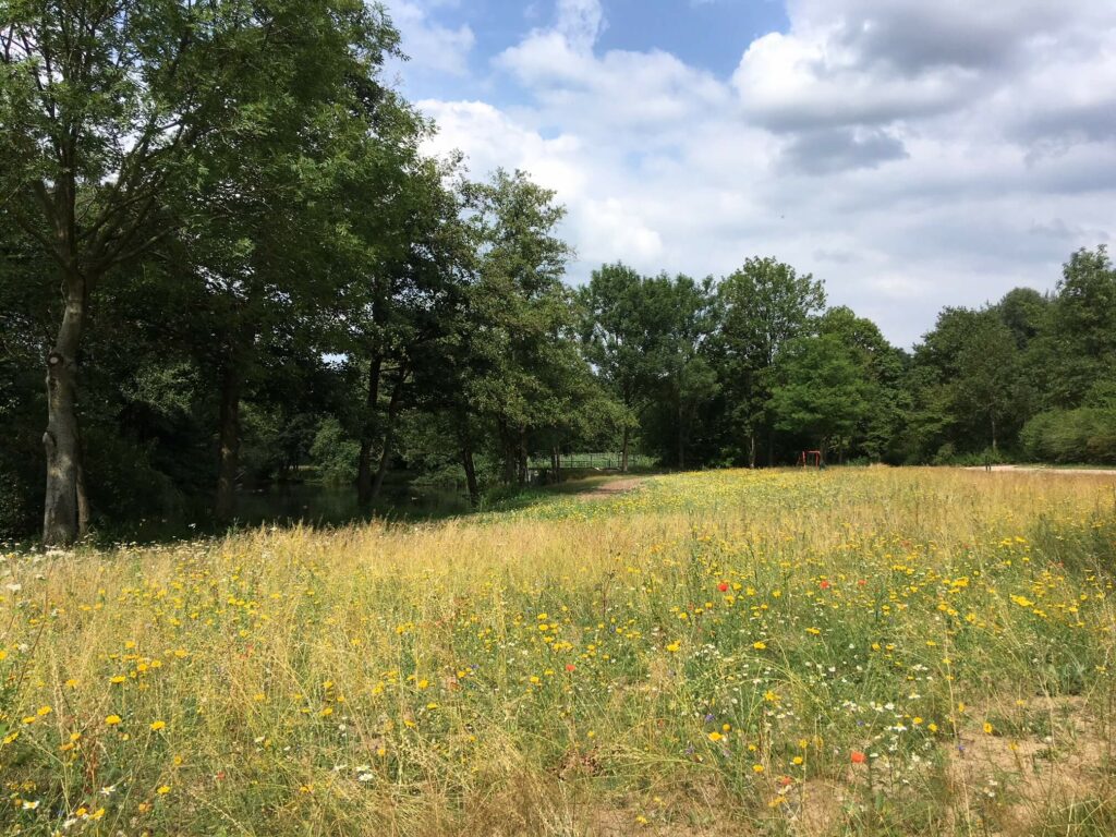 Rathauspark erstes Jahr