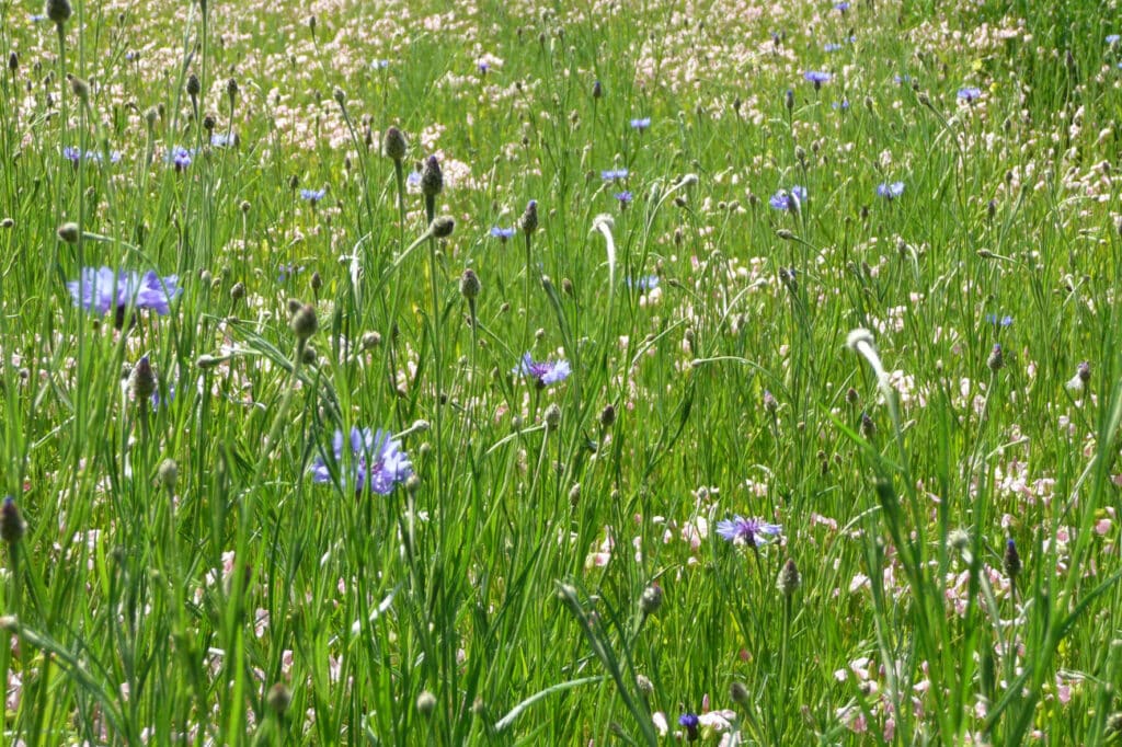 Kornblumen