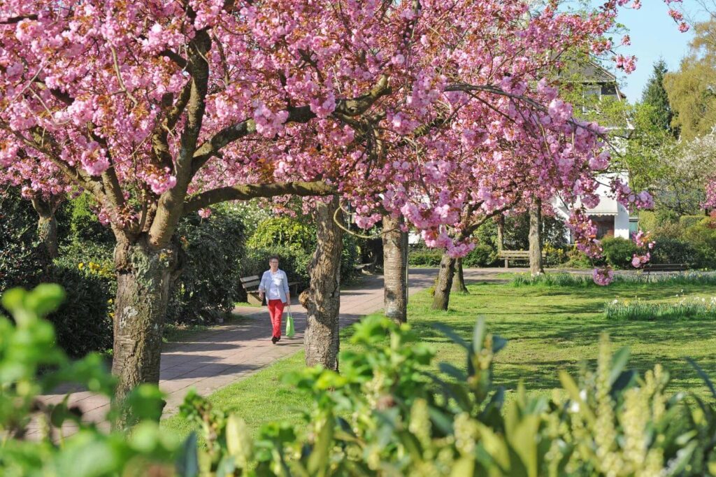 Blühender Park