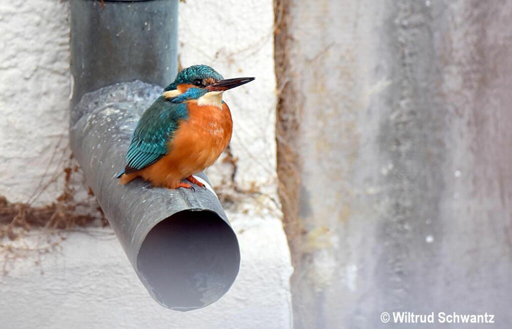 eisvogel in der stadt