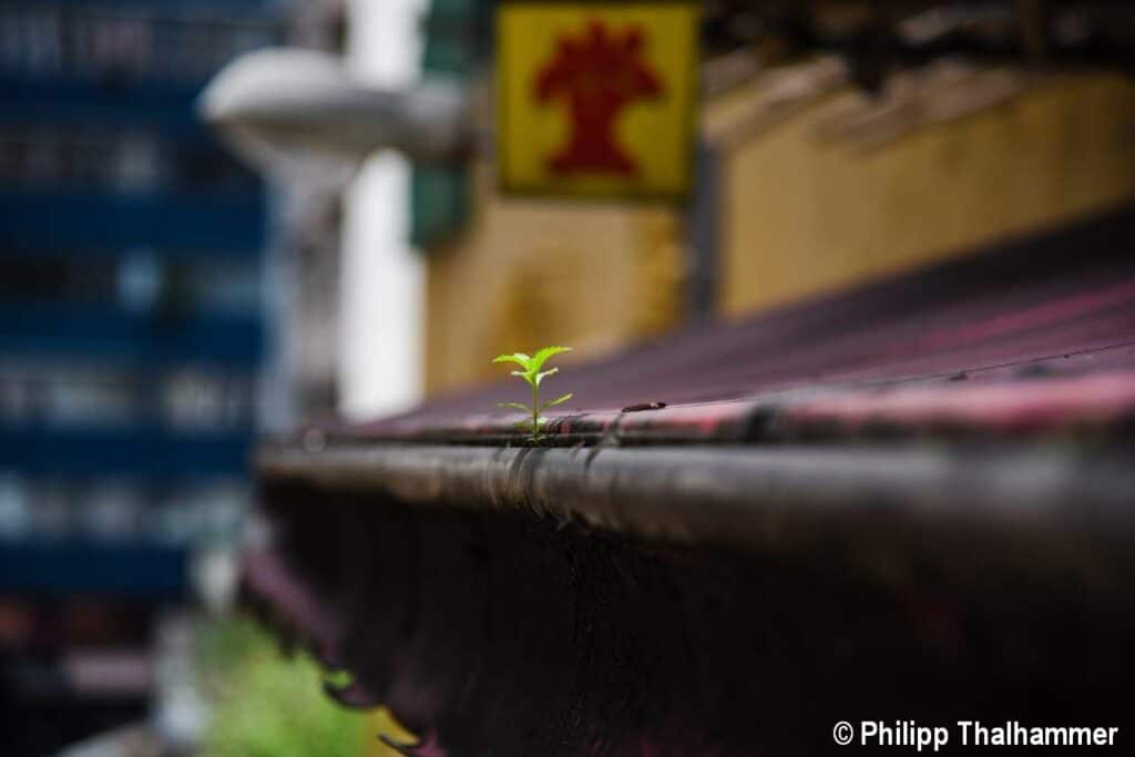 natur in hongkong